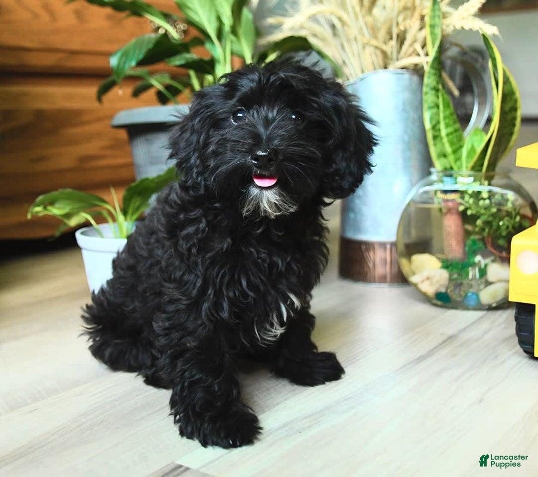 Havapoo dogs for sale: House Raised Billy - Image 12