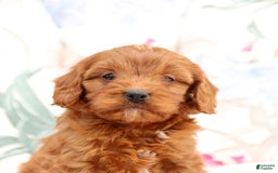 Cavapoo dogs for sale: Cavapoo 5 puppies - Image 11