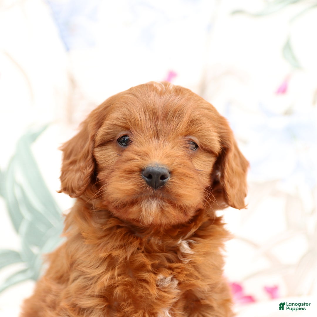 Cavapoo dogs for sale: Cavapoo 5 puppies - Image 11