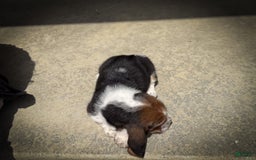 Basset Hound dogs for sale: Rocky - Image 9