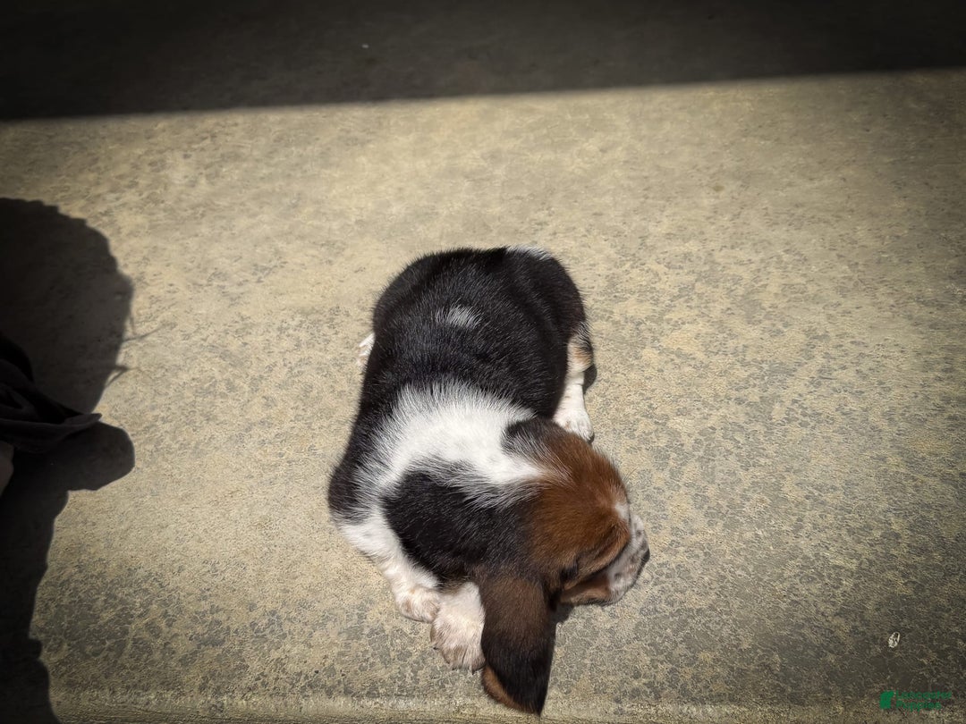 Basset Hound dogs for sale: Rocky - Image 9
