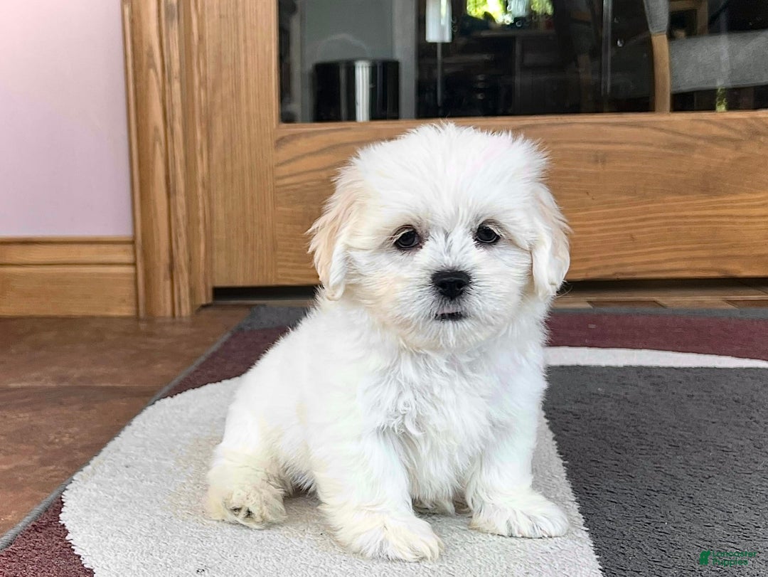 Lhasa Apso dogs for sale: Princess - Image 4