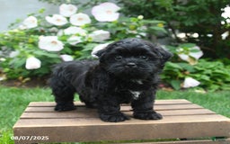 Teddy Bear dogs for sale: Jupiter - Image 5