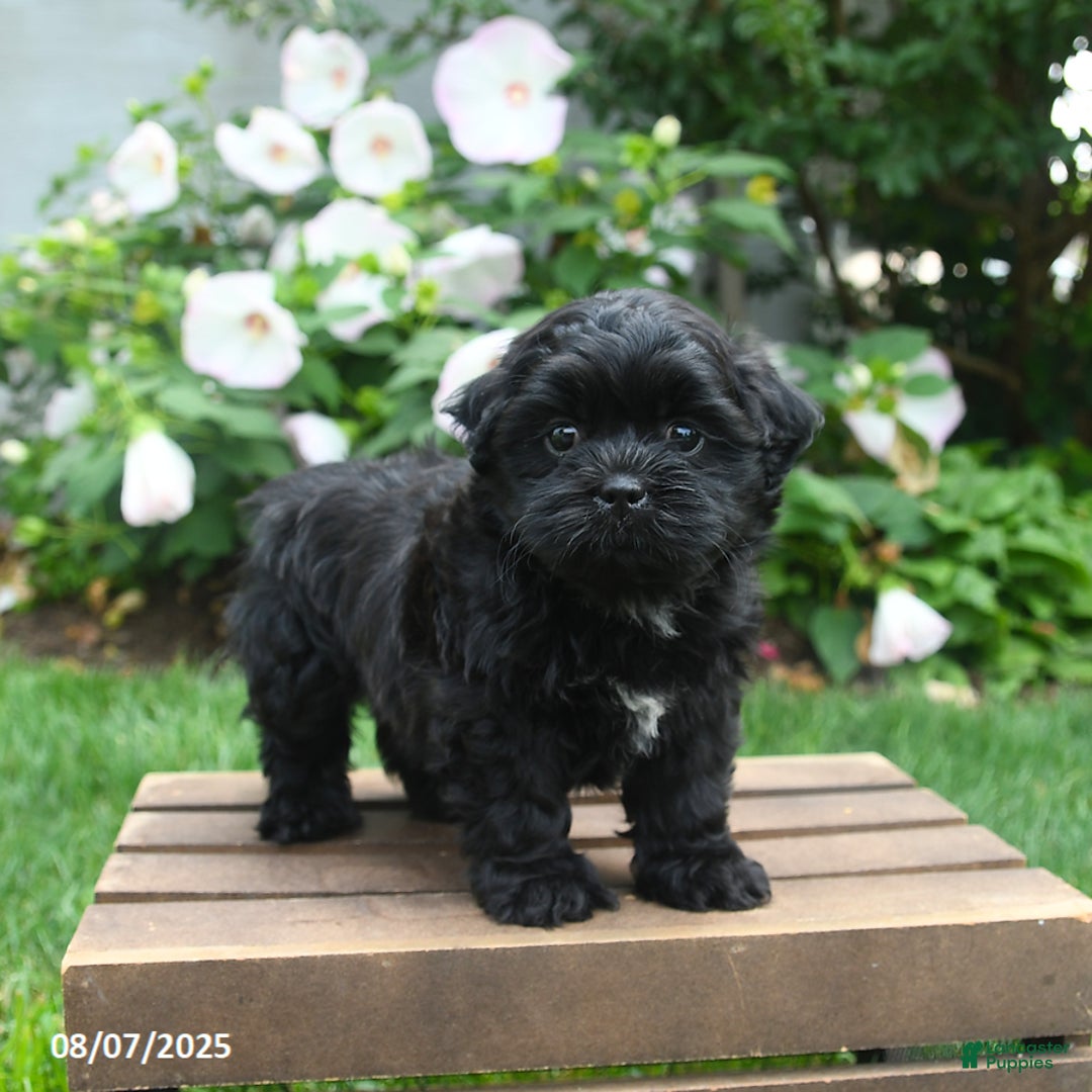 Teddy Bear dogs for sale: Jupiter - Image 5