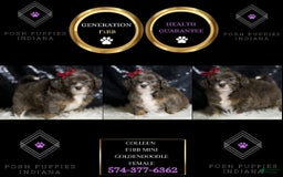 Mini Goldendoodle dogs for sale: Colleen - Image 6