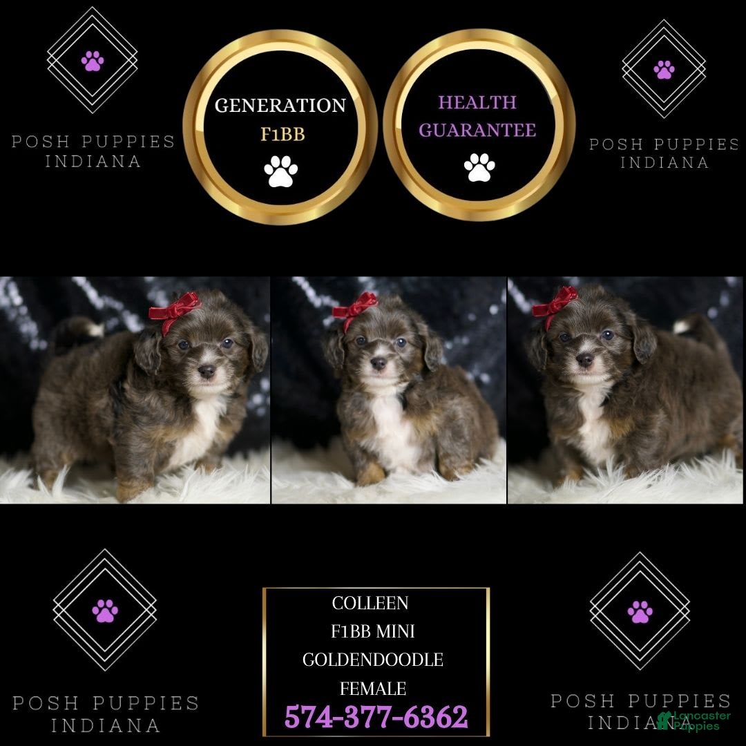 Mini Goldendoodle dogs for sale: Colleen - Image 6