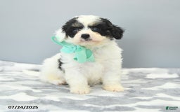 Cavapoo dogs for sale: Sawyer - Image 1
