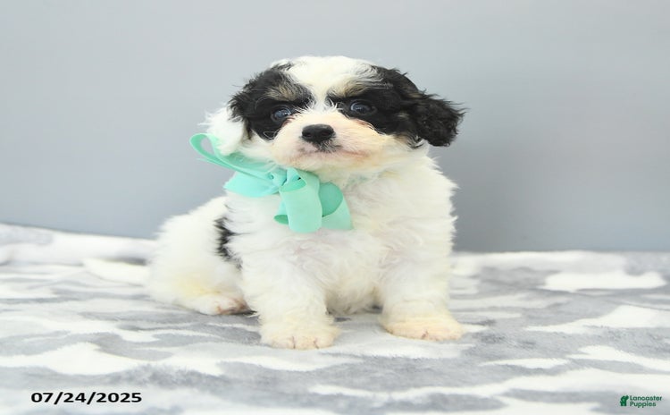 Cavapoo dogs for sale - Ad 1