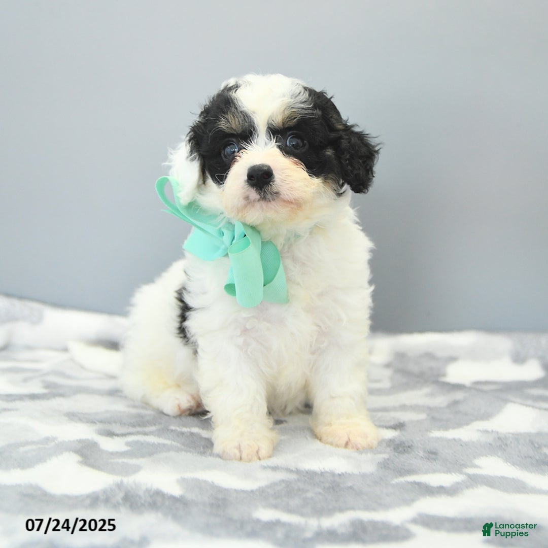 Cavapoo dogs for sale: Sawyer - Image 1