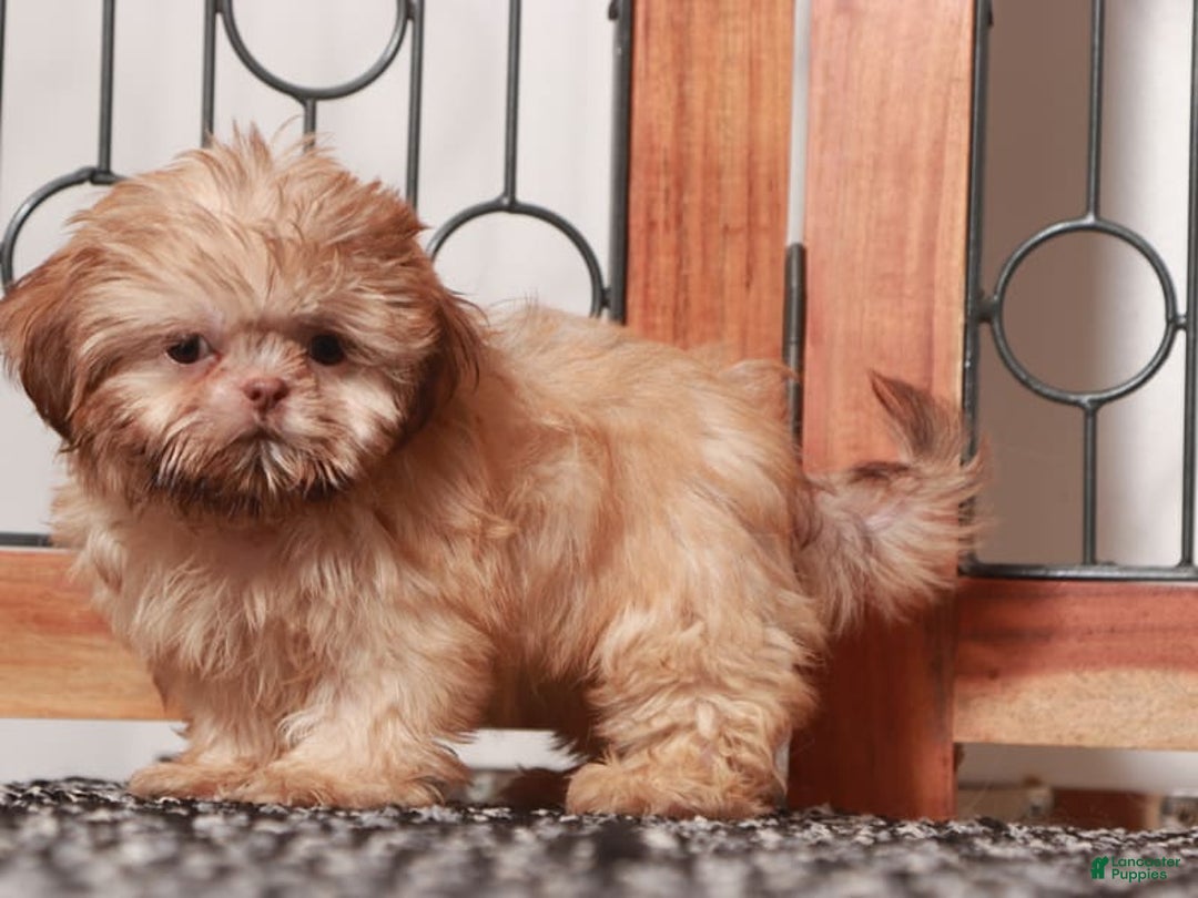 Shih Tzu dogs for sale: Tiki - Image 1