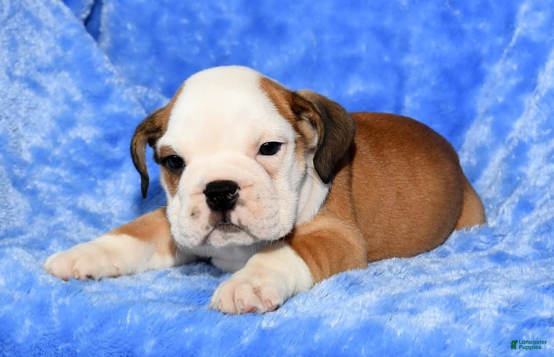 Beabull dogs for sale: Cody - Image 2