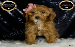 Cavapoo dogs for sale: Nala - Image 6