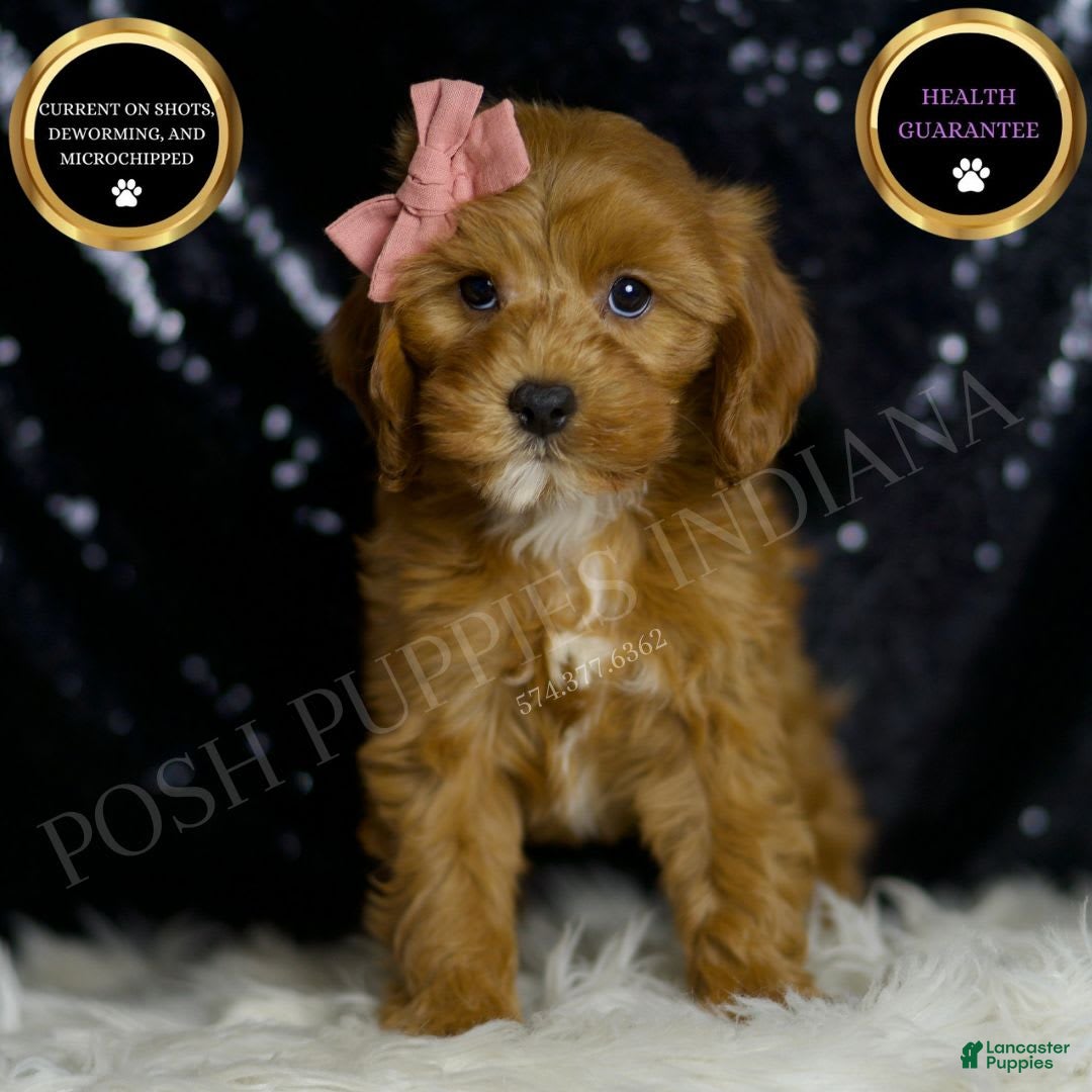 Cavapoo dogs for sale: Nala - Image 6