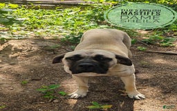 English Mastiff dogs for sale: Willow - Image 4