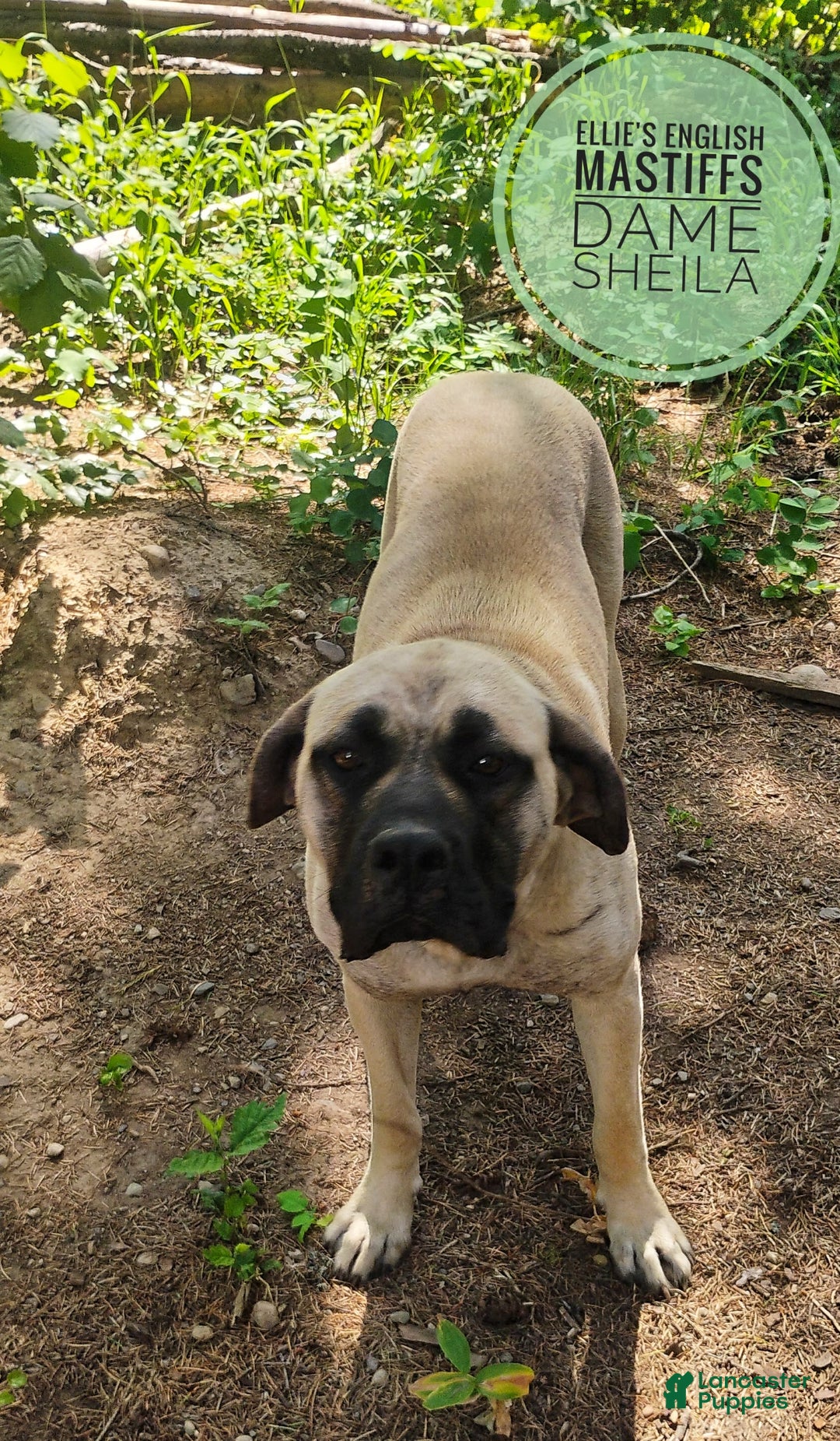 English Mastiff dogs for sale: Willow - Image 4