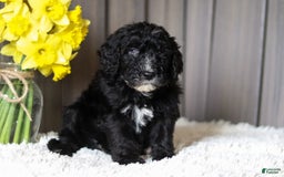 Sheepadoodle dogs for sale: Mustang - Image 4