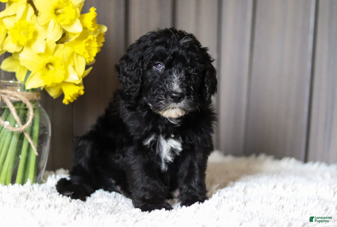 Sheepadoodle dogs for sale: Mustang - Image 4