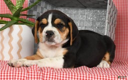 Beabull dogs for sale: Wanda - Image 7