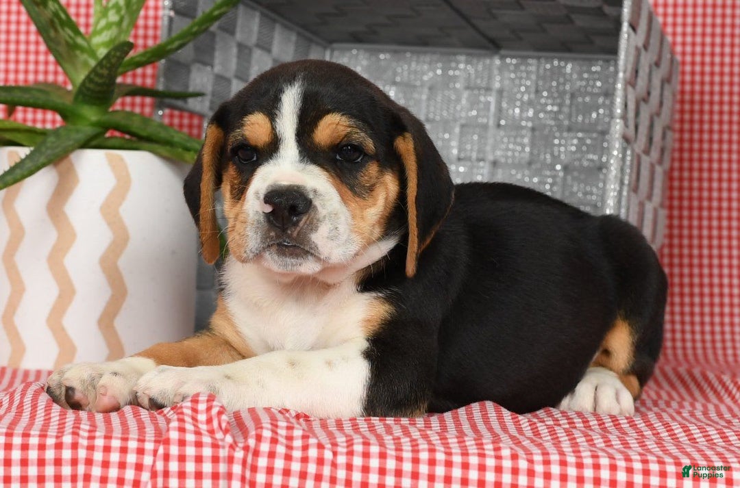 Beabull dogs for sale: Wanda - Image 7