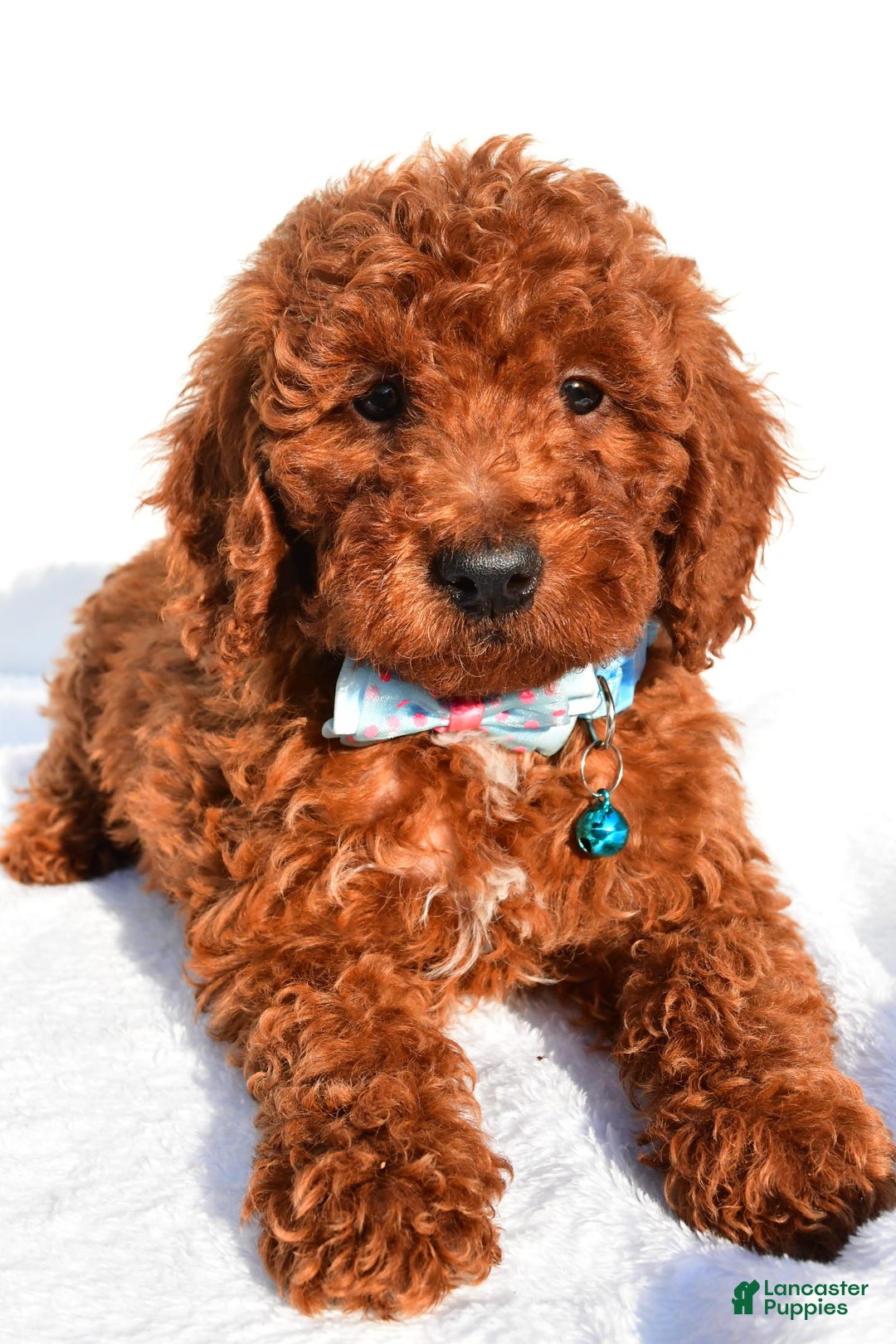 Miniature Poodle dogs for sale: Oscar - Image 6