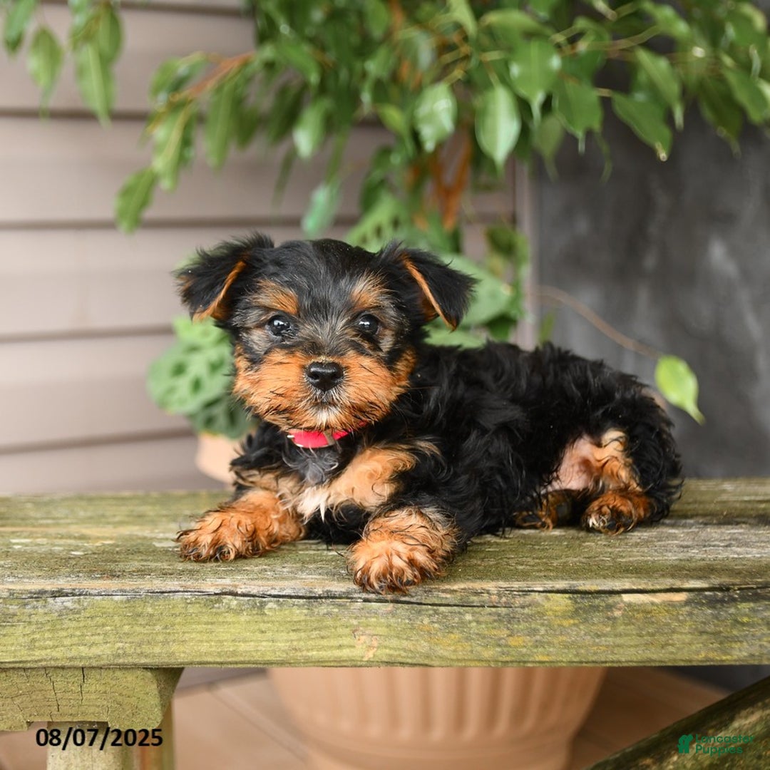 Yorkshire Terrier dogs for sale: Yorkshire Terrier 5 puppies - Image 4
