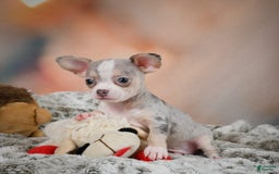 Chihuahua dogs for sale: Una - Image 8