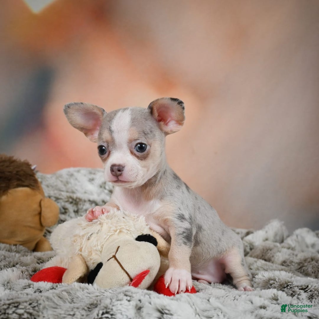 Chihuahua dogs for sale: Una - Image 8