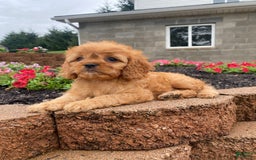 Cavapoo dogs for sale: Nellie - Image 5