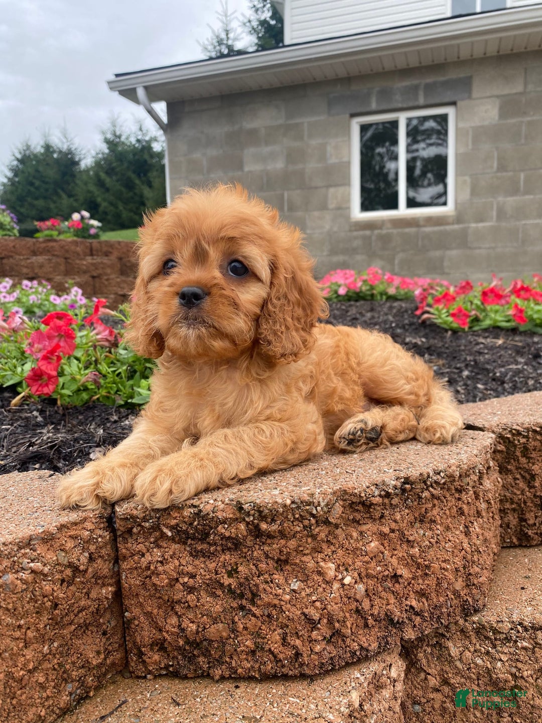 Cavapoo dogs for sale: Nellie - Image 5