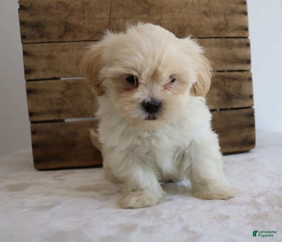 Teddy Bear dogs for sale: Keesha - Image 3