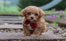 Miniature Poodle dogs for sale: Kylar - Image 6