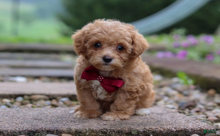 Miniature Poodle dogs for sale - Ad 1