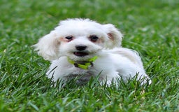 Maltese dogs for sale: River - Image 13