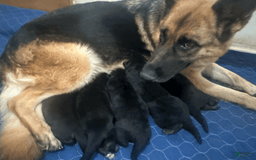 German Shepherd dogs for sale: Male 2 - Image 2