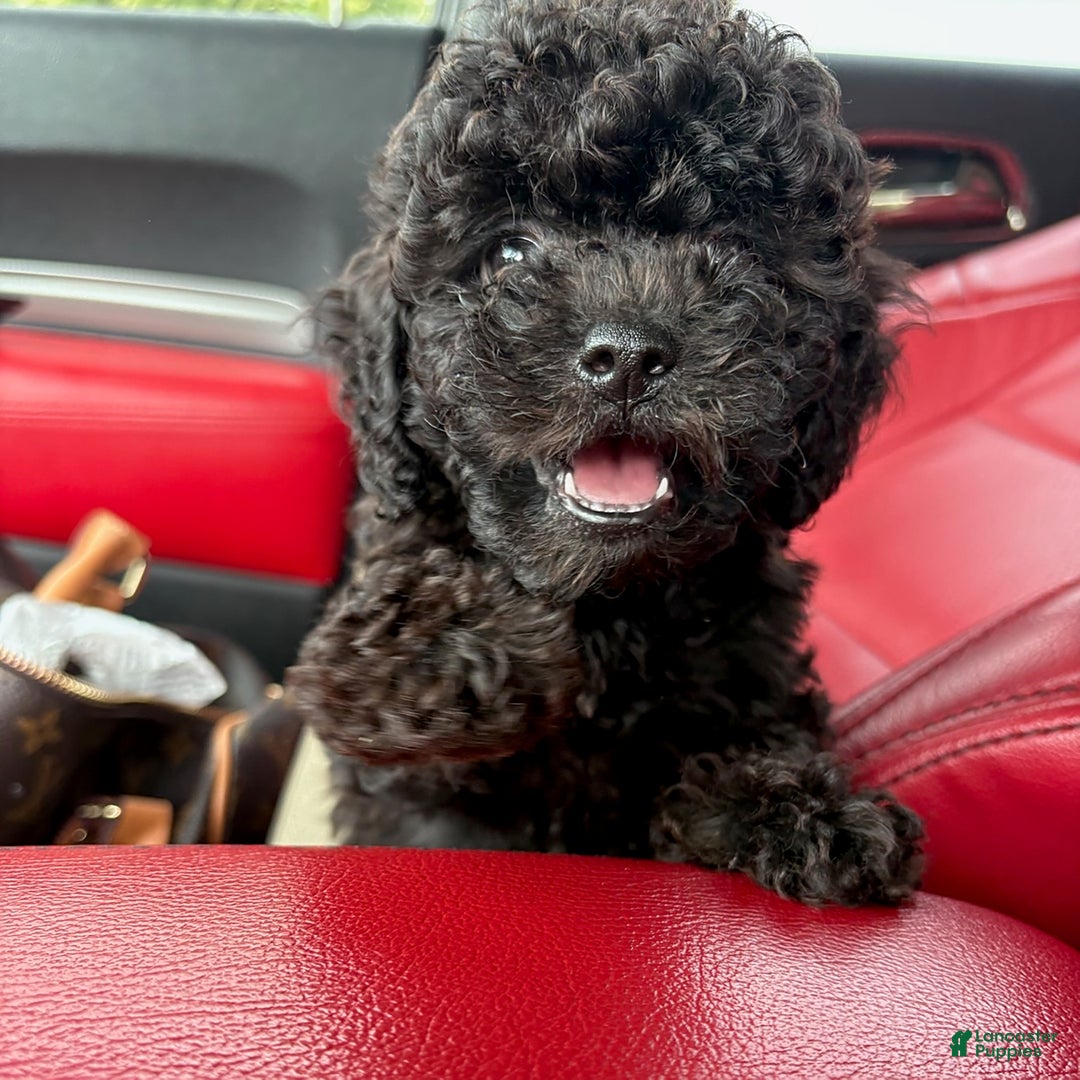 Toy Poodle dogs for sale: Tiny - Image 4