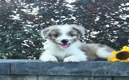 Aussiedoodle dogs for sale: Ember - Image 3