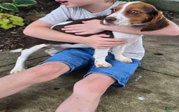 Beaglier dogs for sale: Wendy - Image 3