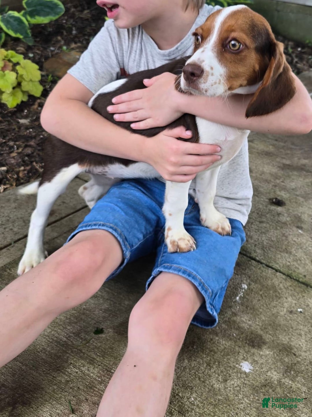 Beaglier dogs for sale: Wendy - Image 3