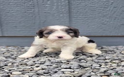 Cavapoo dogs for sale: Tucker - Image 5