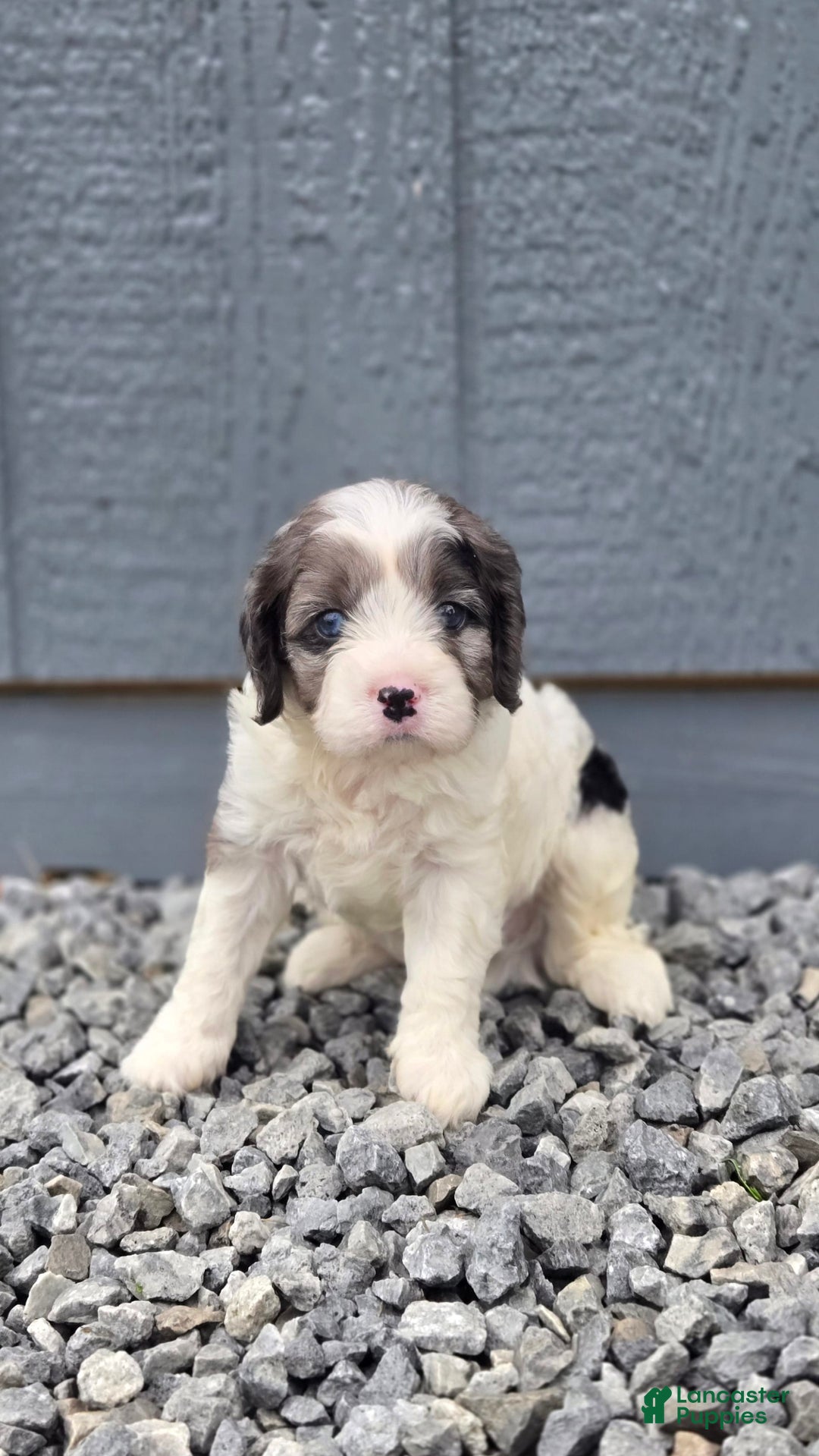 Cavapoo dogs for sale: Tucker - Image 5