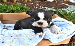 Boston Terrier dogs for sale: Jenny - Image 4