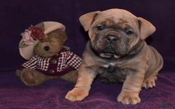 Olde English Bulldogge dogs for sale: Daisy - Image 3