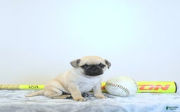 Jug dogs for sale: Rylan - Image 8