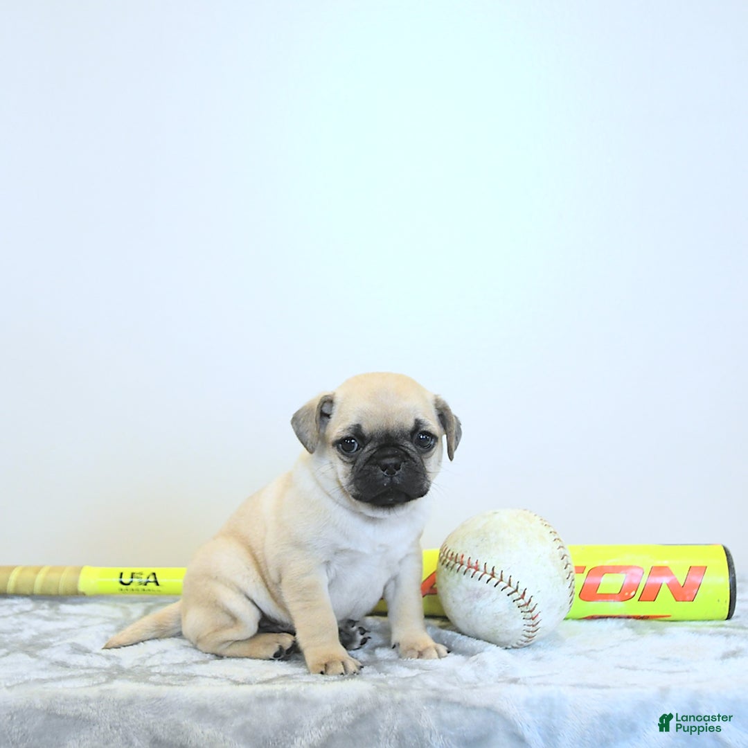 Jug dogs for sale: Rylan - Image 8