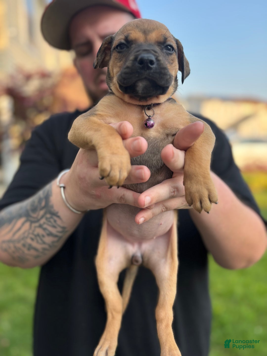 American Pit Bull Terrier dogs for sale: Rose - Image 2