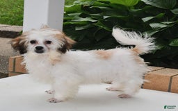 Teddy Bear dogs for sale: Bailey - Image 6