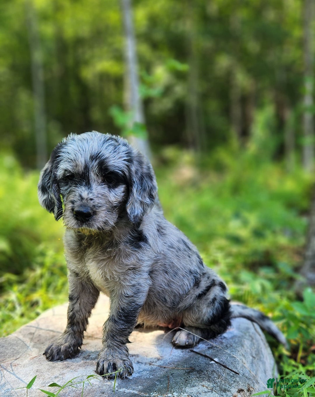 Labradoodle dogs for sale: Madison - Image 1