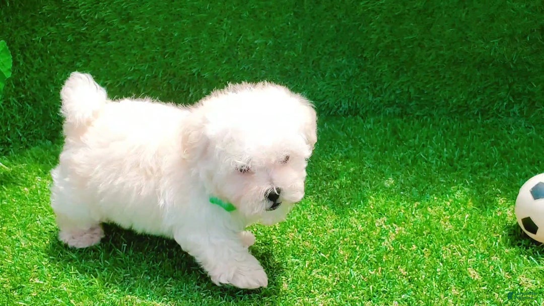Maltipoo dogs for sale: Cookie - Image 2