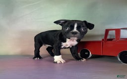Frenchton dogs for sale: Cleo Dna Clear - Image 2