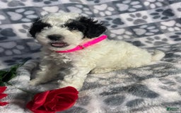 Toy Poodle dogs for sale: Chip - Image 7